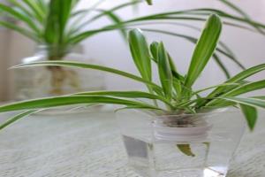 水培吊兰的养殖方法 教你护理水培吊兰