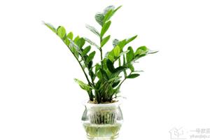 家居好植物 金钱树三大作用