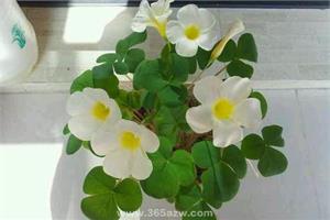 秋季酢浆草种植(花友总结)