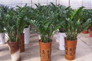 区别轻重缓急科学处理 金钱树冻了怎么办