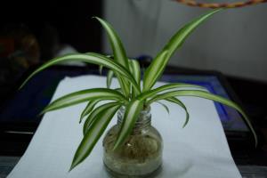 选好植株按步骤进行 吊兰的移植方法