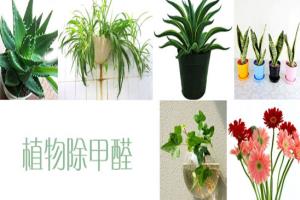 新房除甲醛植物有哪些 新房除甲醛植物逐一数