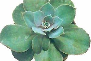 红缘莲花掌