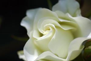白玫瑰代表什么意思 花语是什么