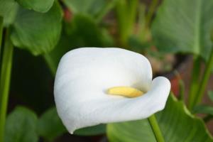 观赏风水两相宜 马蹄莲能放在卧室吗