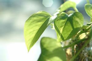 家居植物常识：绿萝能净化空气吗