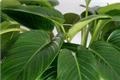 【青云直上花的养护方法】青云直上花怎么养