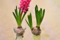 【风信子花是有毒花吗】养风信子花好吗
