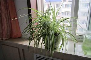 银心吊兰作用 体态虽柔弱净化空气作用大