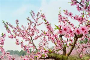 桃花种植