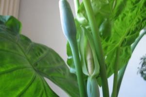 滴水观音开花：2~4月盛开