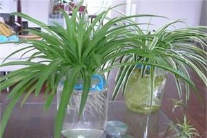 怎样水培吊兰 水培吊兰日常管理事项