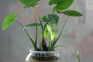 家居花卉养殖 滴水观音的养殖方法