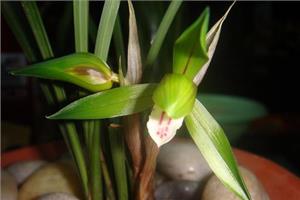 春兰花病虫害防治 教你怎么样好春兰花
