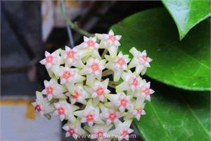 球兰为什么不开花（图）