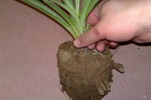 还在为吊兰换盆烦忧吗？ 最佳吊兰换盆方法
