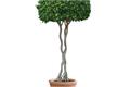 室内植物种类推荐 室内植物作用详解
