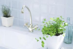 家居绿植推荐 净化空气小能手