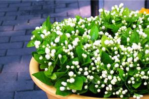 茉莉花栽培技术