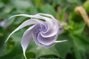 曼陀罗花有毒吗：花,叶,果实,种子都有毒