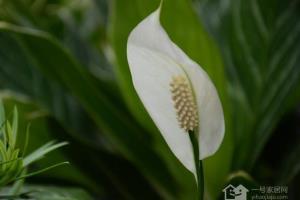 如何种植白掌 有哪些注意事项