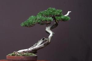 松树盆景怎么制作 有什么方法