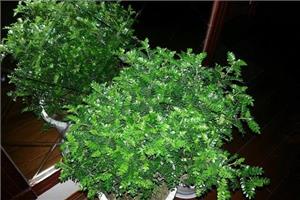 药价宝贵的清香木之养殖注意事项