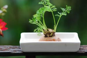 盆栽蔬菜种植萝卜苗方法是什么 需要考虑哪些因素