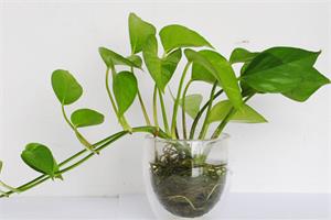 怎么种绿萝 绿萝栽培技术介绍