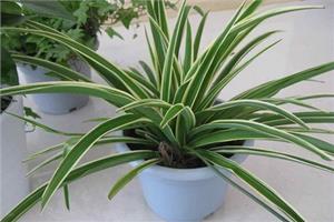 懂种植善管理 4方法防止银心吊兰叶子发黄