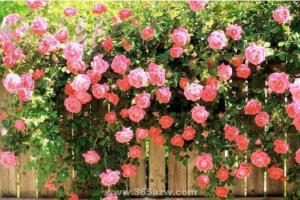 蔷薇花的养殖方法 教你蔷薇花怎么养