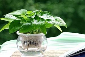 办公室植物选绿萝 既好看又有利风水