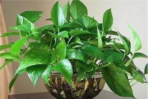 绿意盎然 适合家居的室内花卉