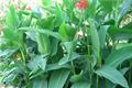 【凤尾花怎么种】凤尾花种植方法