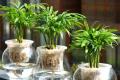 被移入居室内的热带小型植物袖珍椰子
