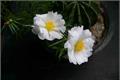 【白莲太阳花怎么种】白莲太阳花的种植方法