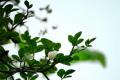 【栀子花黄叶】栀子花黄叶怎么办