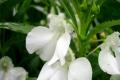 【凤仙花的生长过程】凤仙花怎么养