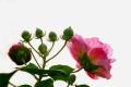 【芙蓉花什么时候开】芙蓉花的养殖注意事项