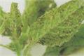 【蚜虫防治】蚜虫虫害的无公害防治方法