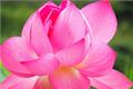 【芙蓉花的养殖技术】芙蓉花怎样养殖技术
