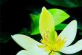 【含笑花】含笑花怎么养