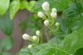 【非洲茉莉不开花】非洲茉莉不开花怎么办