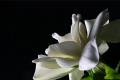 【栀子花花期】栀子花的花期养护