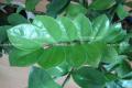 金钱树叶子发黄怎么办_是什么原因?