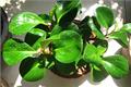 【碧玉花的种植方法】碧玉花怎么种