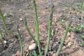 【芦笋种植方法】芦笋种植方法是什么