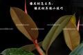 橡皮树怎么养,橡皮树养殖小技巧