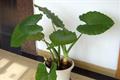花友教您滴水观音怎么养