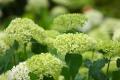 【绣球花花语】绣球花花语收集齐全啦